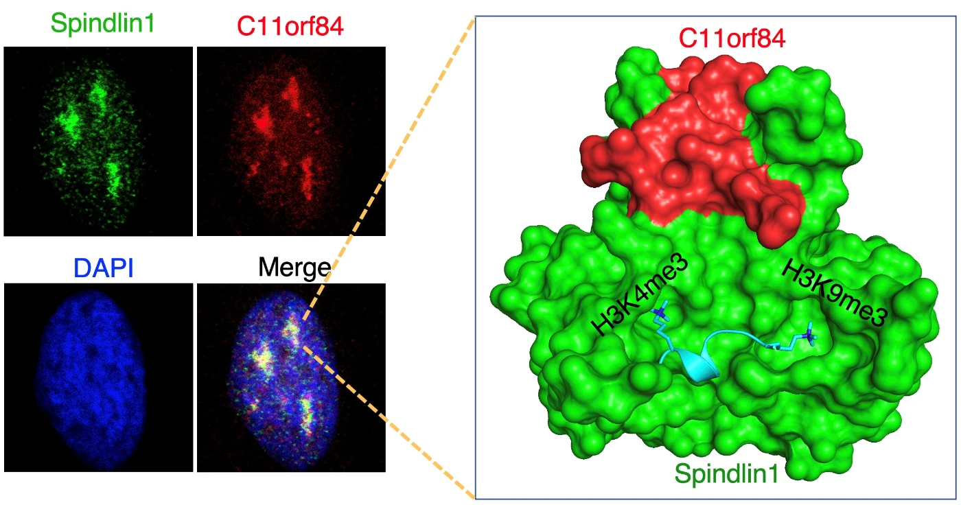 Spindlin1 protein and C11orf84 protein co-localise in the nucleolus (left). Spindlin1 protein and C11orf84 protein form a protein complex to recognise Histone H3 with H3K4me3 and H3K9me3 bivalent modifications (right).