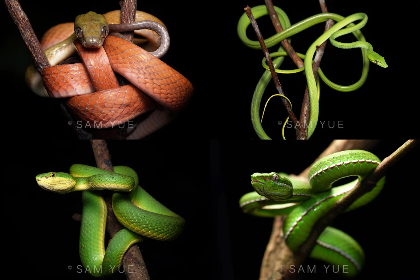 HKU PhD student wins silver in international photo competition<br>
with portraits of wild snakes