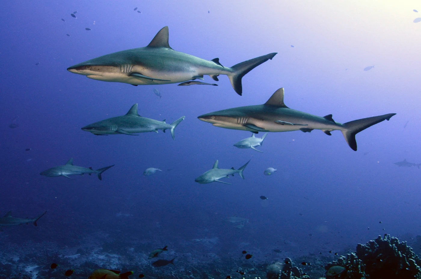 Grey reef shark, Carcharhinus amblyrhynchos, one of many species exploited for the shark fin trade. Photographed in French Polynesia where sharks are protected from commercial exploitation.
(Photo credit: Yvonne Sadovy 2018)