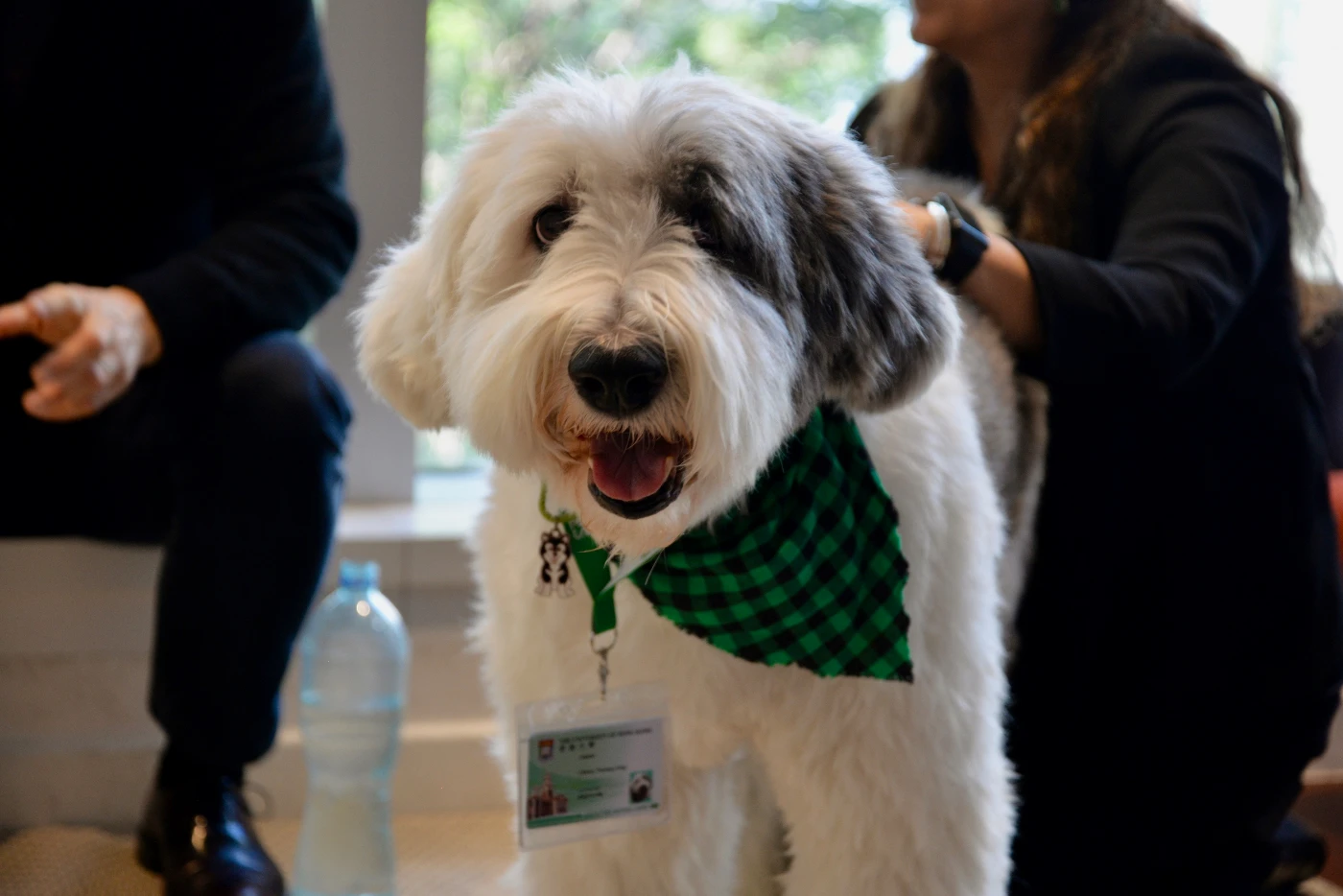 HKU Libraries to extend Therapy Dog Programme