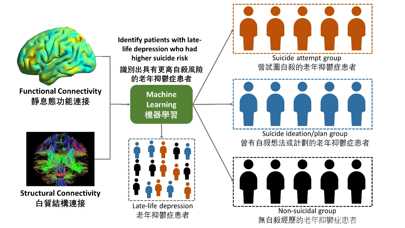 香港大學腦與認知科學國家重點實驗室研究揭示<br>
老年抑鬱症患者的腦連接模式能夠預測自殺風險