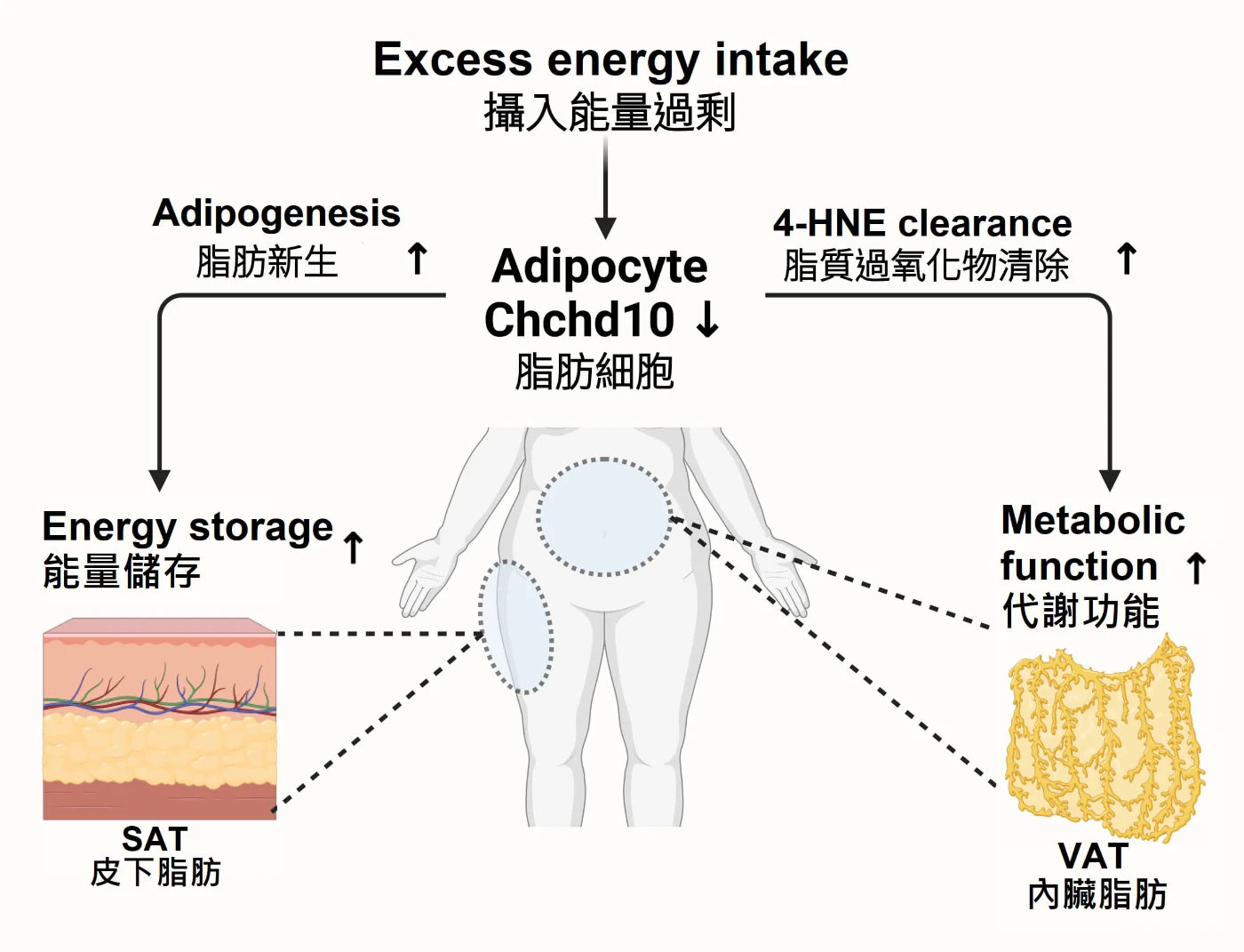 下調Chchd10會增加脂肪生成和調節抗氧化能力，從而減輕飲食引起的肥胖和患上代謝疾病的風險。