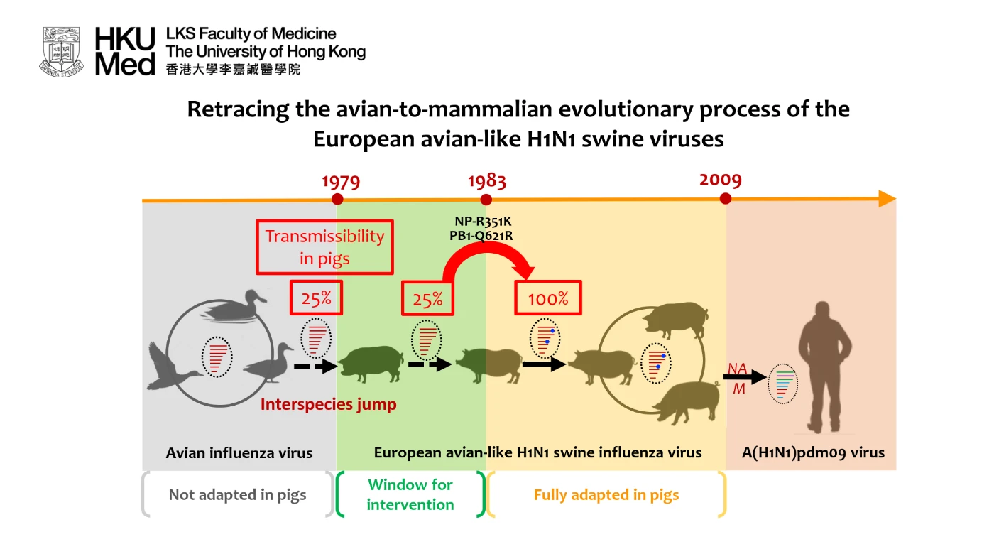 HKUMed uses ancestral sequence reconstruction[1]<br>
to reveal the evolutionary adaptations <br>
that enable avian influenza viruses to transmit in mammalian hosts
