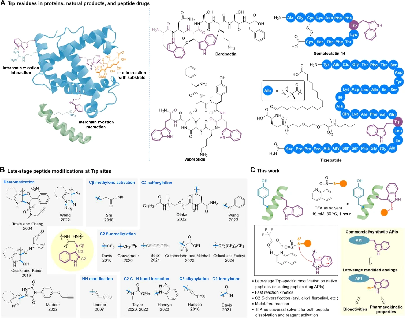 HKU Chemists Develop a Clickable Tryptophan Modification Strategy for Late-Stage Diversification of Native Peptides