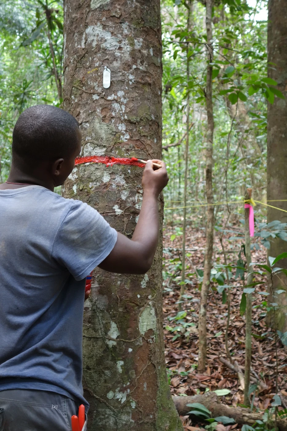 New Cover Story of Nature:<br>
Tropical forests’ carbon sink is already rapidly weakening