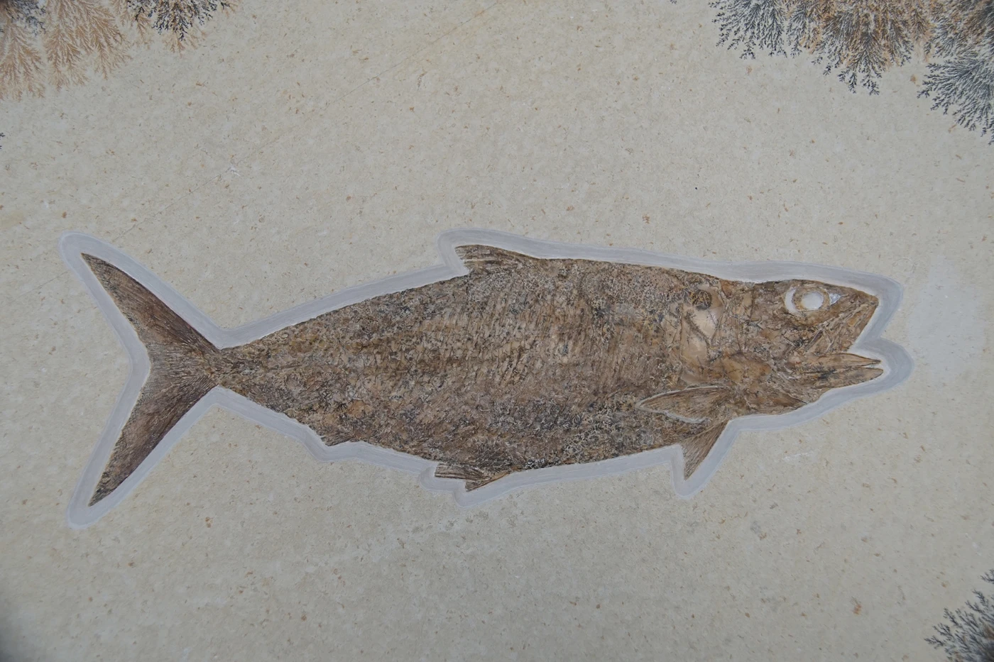 硬骨魚叉鱗魚科Pholidophorus microcephalus 化石，晚侏羅紀，德國艾希斯特 （化石大小：80厘米 x60厘米）
     
     保存良好的侏羅紀索倫霍芬硬骨魚化石