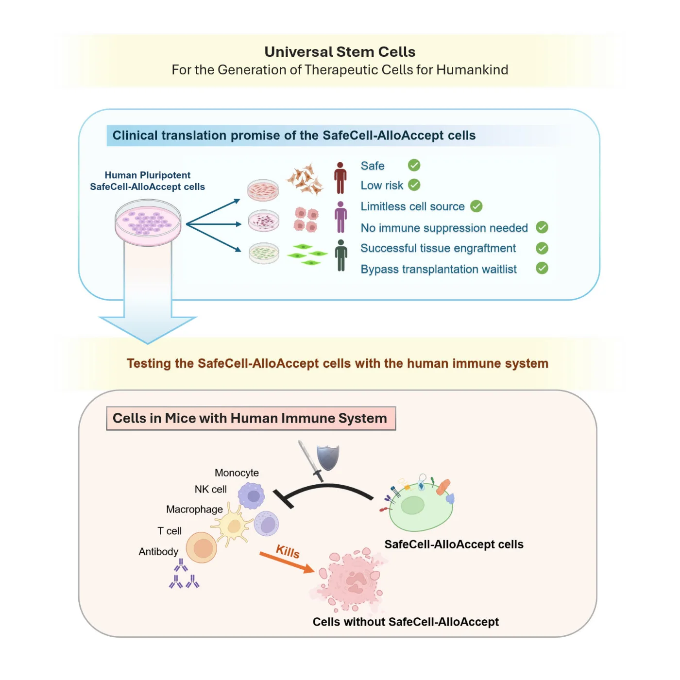 這圖示表達SafeCell AlloAccept細胞在臨床轉化方面的前景，以及相關的實驗結果。