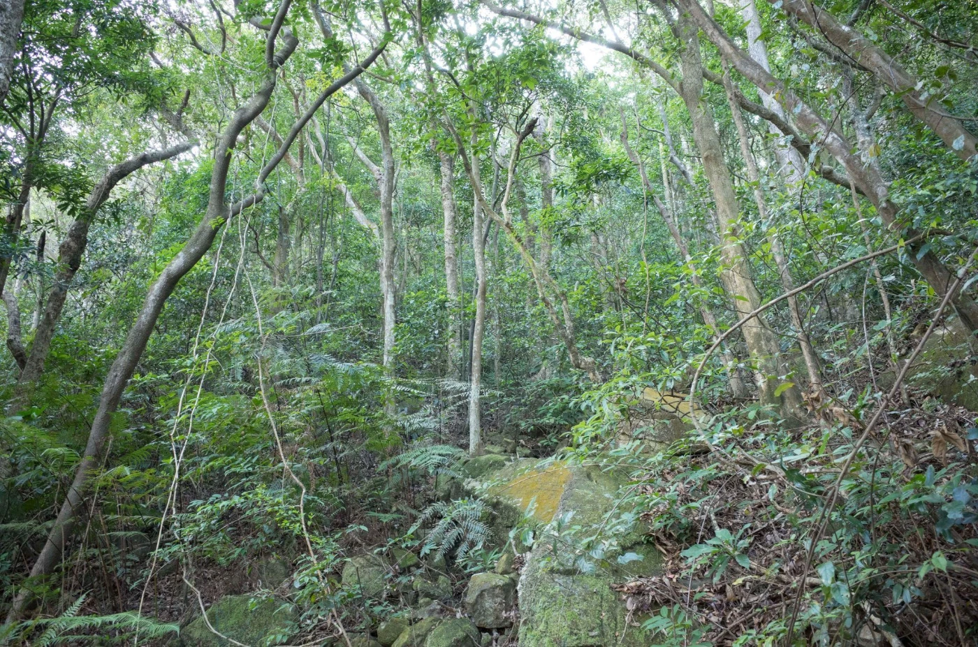 保護森林以緩減氣候變化非常重要<br>
港大生態學家發現次生林有助緩衝高溫對昆蟲的影響