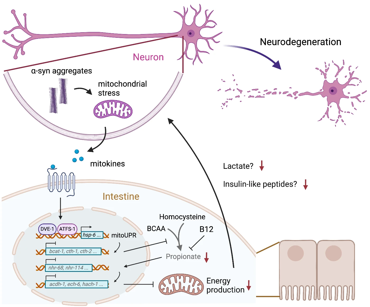 HKU Biologists Discover Propionate Supplementation as a Potential Treatment for Parkinson's Disease