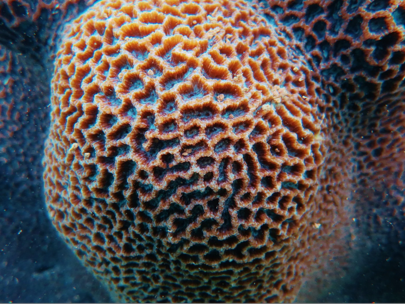 File: Coral Platygyra.JPG
Credit: Dr. Philip D. Thompson
Caption: A close up of a large-polyped coral (Platygyra sp.)