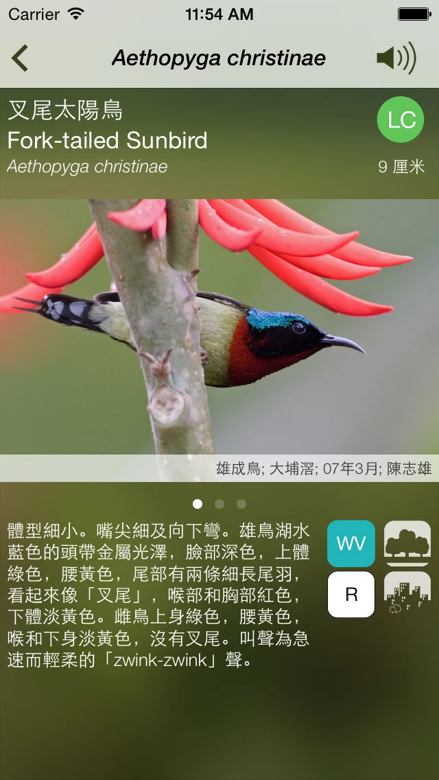 香港鳥類在你手中 「香港常見鳥類」流動應用程式