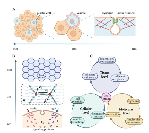 Fig. 1 Cellular plasticity across different scales. (A) Schematics showing that 1) the collective plastic response of cells leads to tissue plasticity at macroscopic scales; 2) formation and scission of membrane vesicles result in irreversible deformation of individual cells; 3) various proteins participate in the initiation and pinching of endocytic vesicles at the subcellular scale. (B) Illustration of the multiscale model where cells are treated as tightly packed hexagons at the tissue level; cell-cell junctions are modelled as springs connecting corresponding vertices at the cellular level; and the activation of signalling molecules (triggered by optical/mechanical stimuli), as well as recruitment of myosin motors to the cell junction, are considered at the subcellular scale. (C) Summary of key processes involved in the development of cellular and tissue plasticity.
