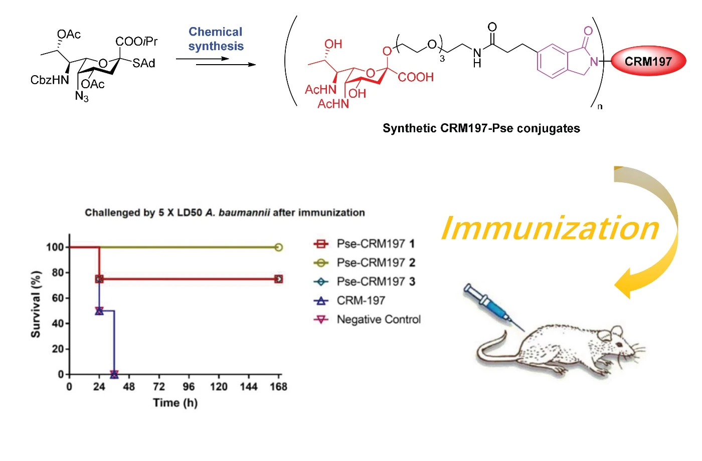 HKU and CityU made a breakthrough in vaccination development against lethal bacteria, providing new opportunity for treating resistant A. baumannii infection