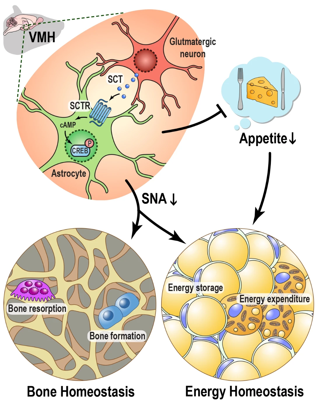 HKU Scientists Unveil Significant Discovery<br>
with Potential Impact on Obesity and Osteoporosis Treatments