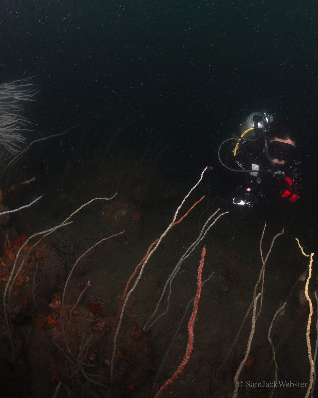 Hong Kong black coral. Photo courtesy of Sam Webster