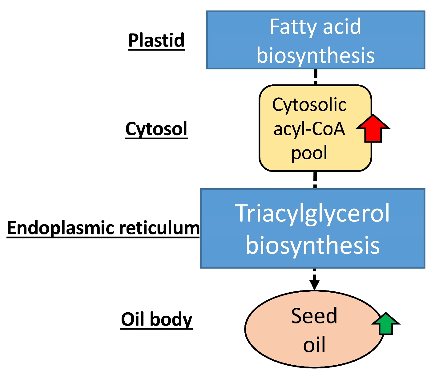 In OsACBP2-OEs, more OsACBP2 protein is available to bind acyl-CoA esters, enriching the cytosolic acyl-CoA pool (red arrow) and increasing oil production (green arrow).