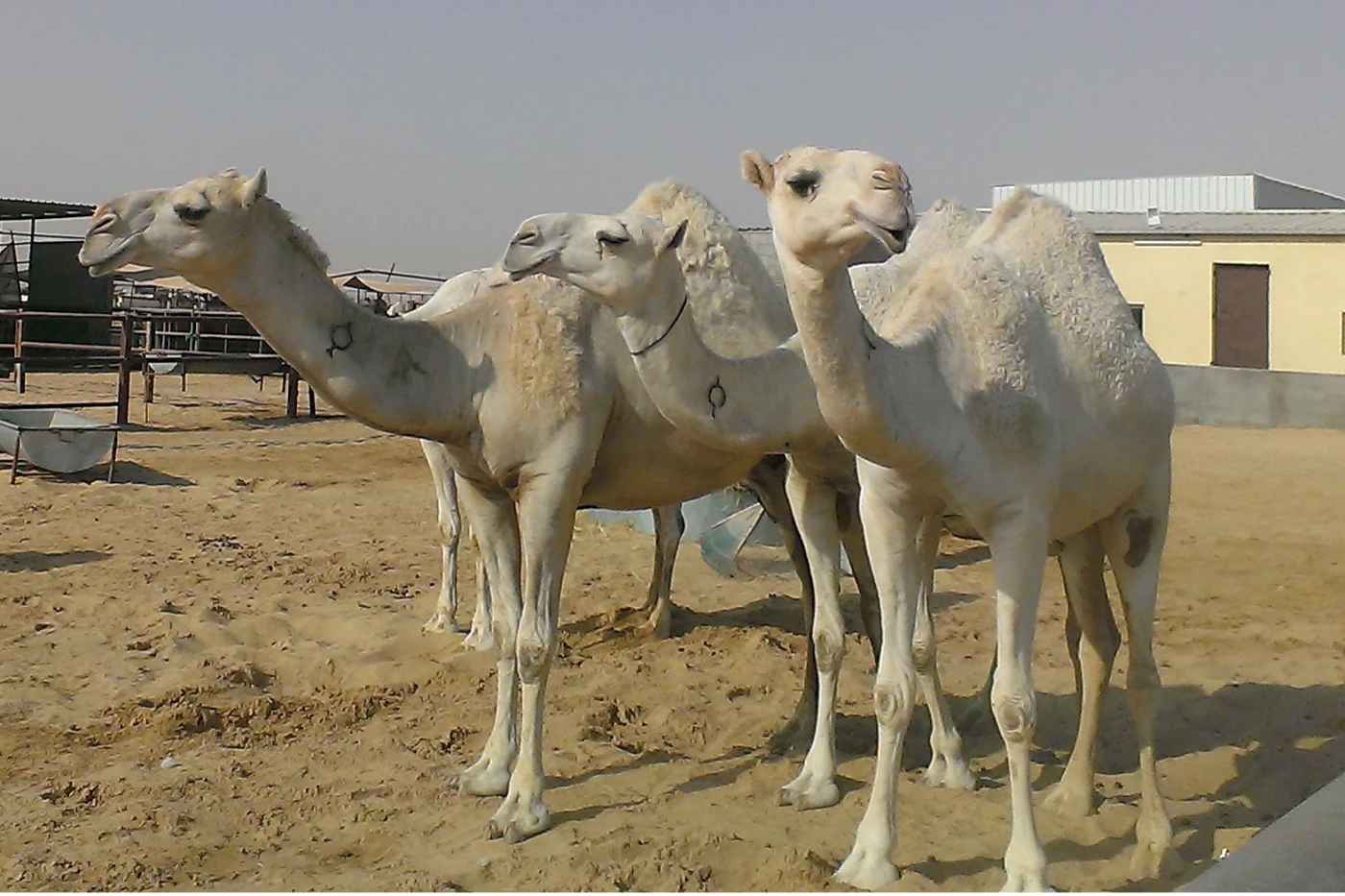Camel MERS-CoV is mainly found in the mouth and saliva of the dromedary camels, as well as in their feces.  Thus, tourists who go to the Middle East and Northeast Africa should be reminded to avoid camel contact and of maintaining good personal hygiene when coming in contact with camels.