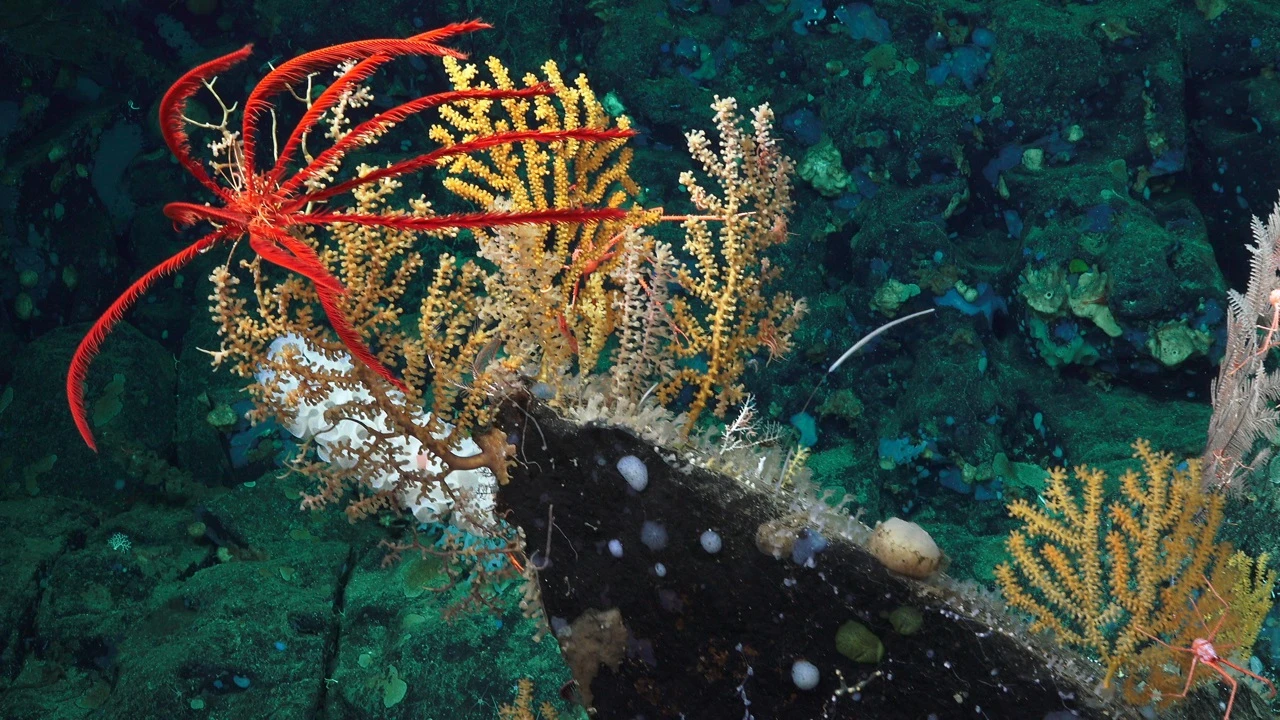 HKU Marine Scientist contributes to research assessing the potential risks of ocean-based climate intervention technologies on deep-sea ecosystems (English only)