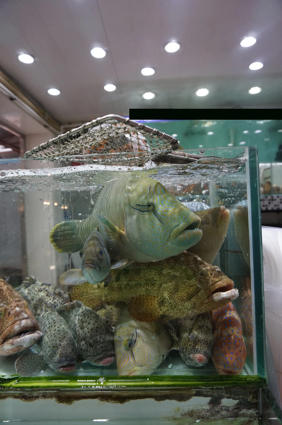 New study of HKU marine ecologist and wildlife trade monitoring network TRAFFIC highlights scale of illegal and unreported Humphead Wrasse trade into and through HK