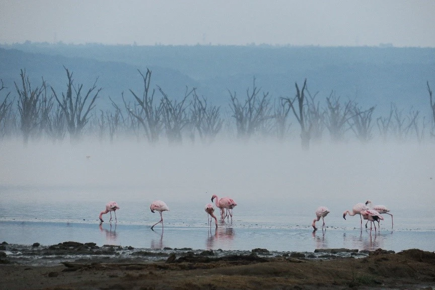 Lake Nakuru by Sherry Tse