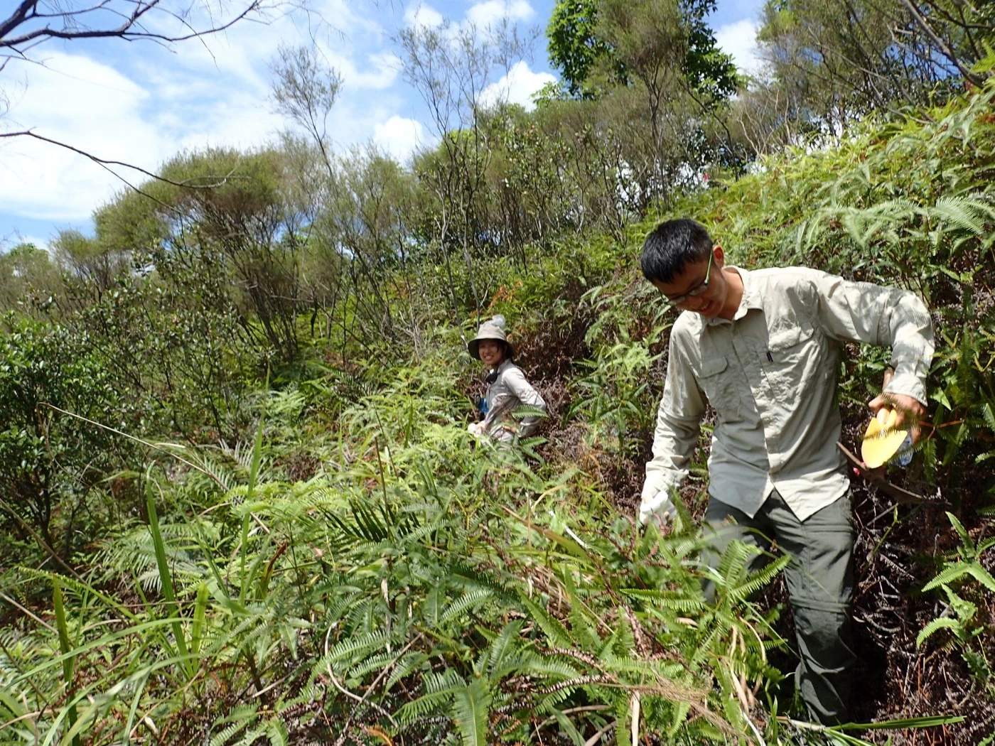 來自昆蟲生物多樣性和生物地理學實驗室的羅羽螢女士和王柳巍先生在灌木叢中重新搜集螞蟻樣本。(圖片提供：港大生物科學學院昆蟲生物多樣性與生物地理學實驗室)