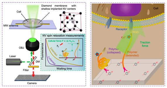HKU Engineering researchers achieve breakthrough in cellular force imaging using diamond-based quantum sensing microscope
