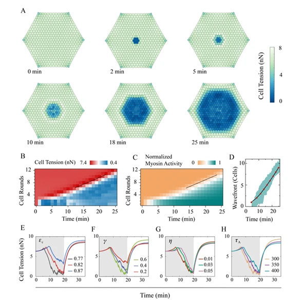 Figure 2. Propagation of a plastic contraction wave within the tissue. (A) Evolution of the average junction tension in each cell. During simulations, the central two-round of cells (i.e., 7 cells at the center) are illuminated and thus activated at t=0 . (B, C) Quantitative heatmaps of junction tension (B) and myosin activity (C) during the propagation of the plastic contraction wave shown in (A). The solid black line indicates that such a wave propagates at a speed of ~1 round of cells per 2 minutes. (D) Simulated (red points) and experimentally observed (green belts) locations of the plastic wavefront, where the normalised myosin activity becomes higher than 0.2 . (E-H) Propagation of the plastic contraction wave is affected by different physical parameters, including the critical activation strain (E), contraction amplitude (F), viscoelasticity ((G), unit: N∙s∙m-1 ), and reaction time ((H), unit: s ).