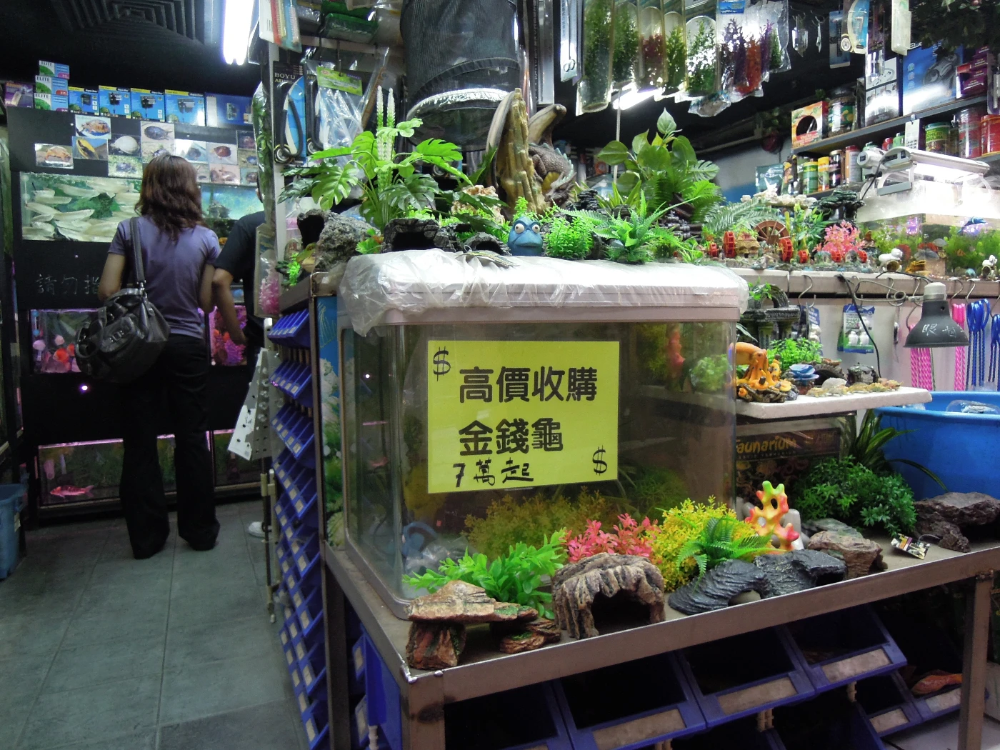 金錢龜因有極高市場價值，被非法捕撈販賣情況持續 (侯智恒博士提供照片)