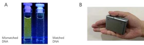The innovative technologies: (a) The luminescent metal complexes that selectively bind to mismatched DNA, developed by Prof. Che; (b) The portable spectral device that captures the luminescent signal, developed by Dr. Liu.