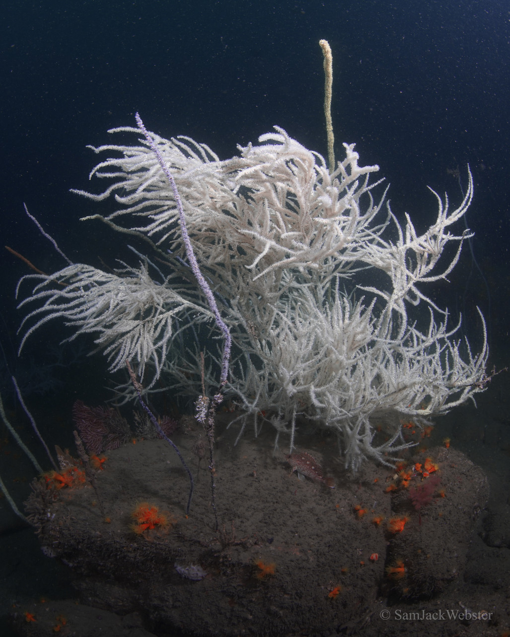 Hong Kong black coral. Photo courtesy of Sam Webster