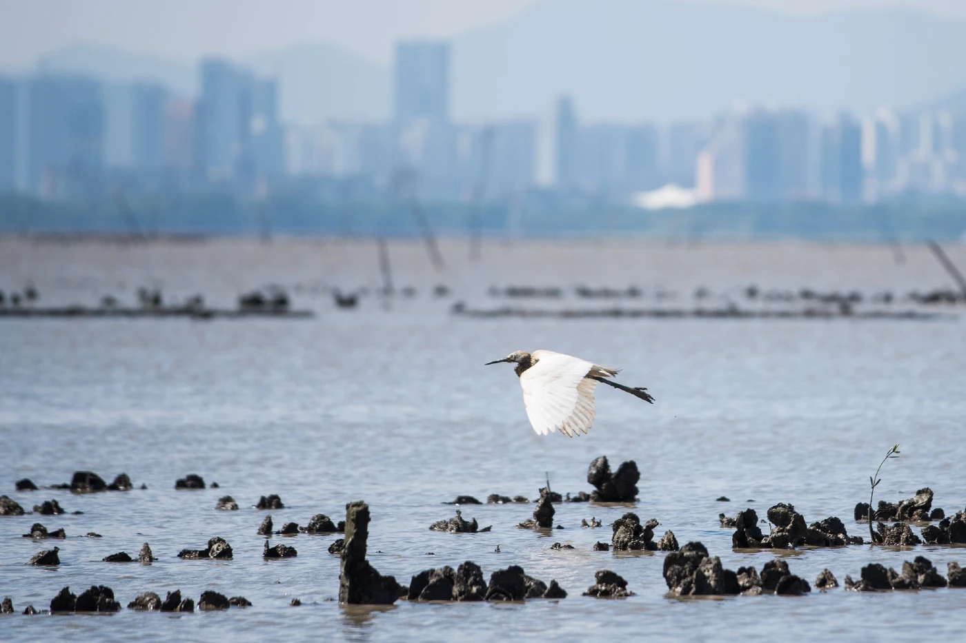 New research makes strong case for restoring Hong Kong’s lost oyster reefs — Seven square meters of a HK oyster reef can filter up to one Olympic swimming pool of water in a single day