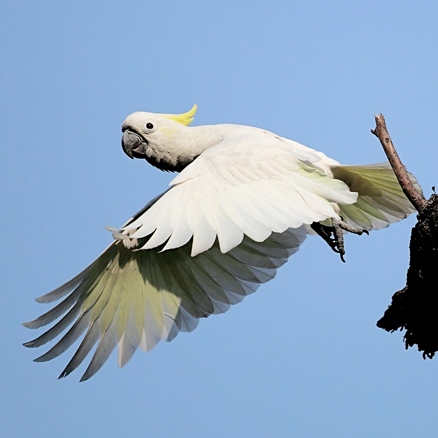 Yellow-crested Cockatoo in Hong Kong (photo credit: Peter and Michelle Wong)