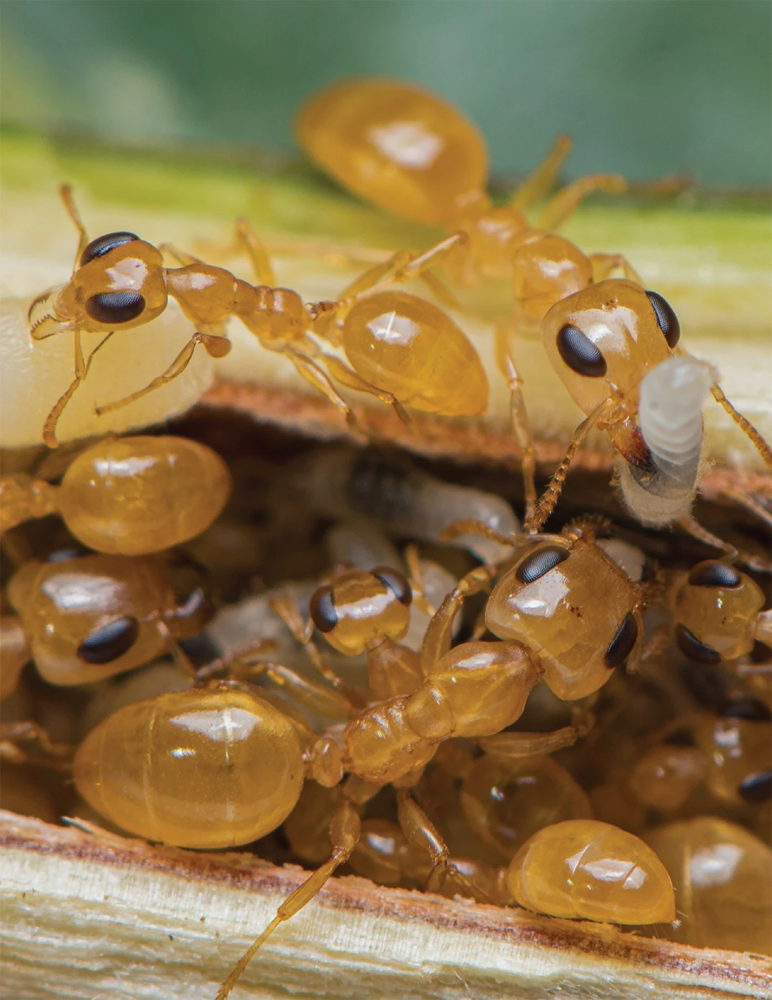 HKU initiates Global Ant Census<br>
At least twenty quadrillion ants dominate the global ecosystems