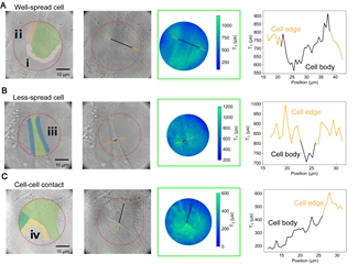 Demonstrated detection of the traction forces of the adhered cells. Three typical cells, namely the (A) well-spread cell, (B) less-spread cell and (C) cell-cell contacted cells were chosen to demonstrate the measurements: the first two columns show the transmitted light images and corresponding marked images; the third column shows the T1 mapping and the last column shows the line profile, as-marked in 2nd and 3rd column, of T1 value across the cell body. (D) T1 values changes in selected areas of cells.