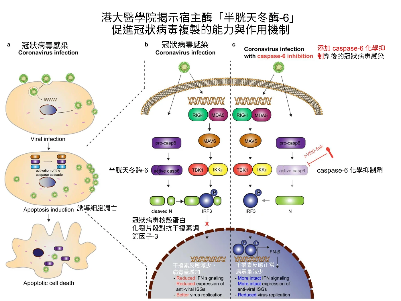 HKUMed reveals the mechanism of how coronaviruses exploit the host antiviral defence mechanisms for efficient replication