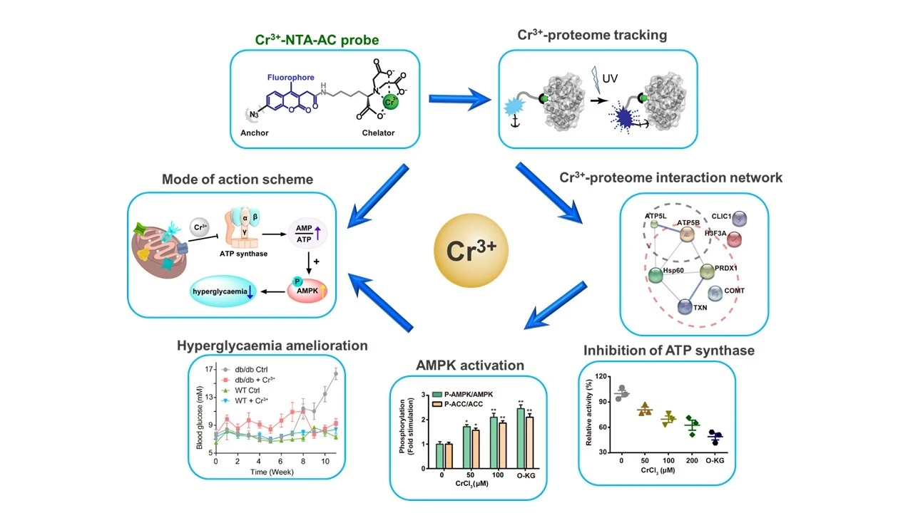 New Insights into Glucose Metabolism: <br>
Targeting ATP Synthase with Chromium (III) Nutritional Supplement<br>
for Improved Blood Sugar Control