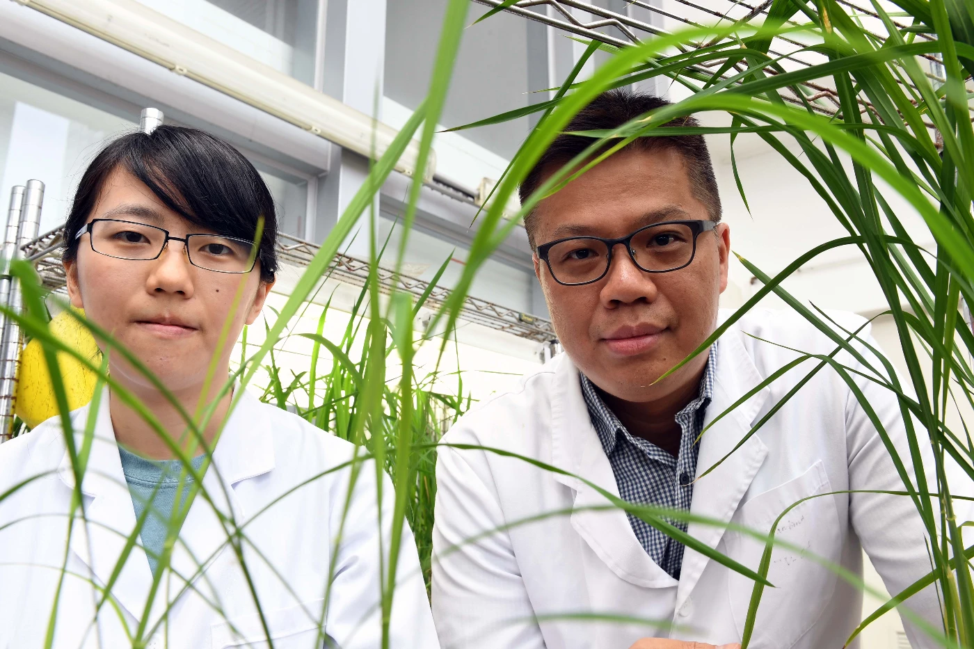 HKU and Kyoto U reveal a new strategy<br>
to enhance the efficiency of cereal straw for biofuel production