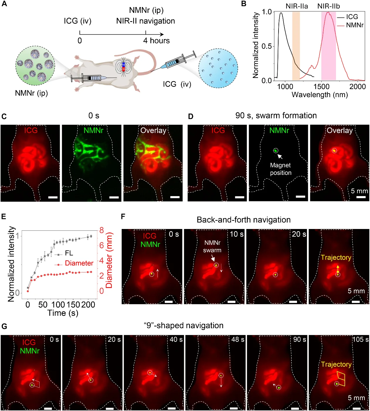 HKU Engineering pioneers nanorobot navigation with infrared “GPS” for image-guided therapy