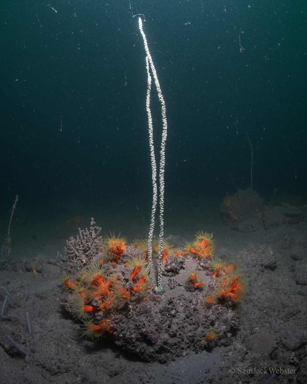 Hong Kong black coral. Photo courtesy of Sam Webster