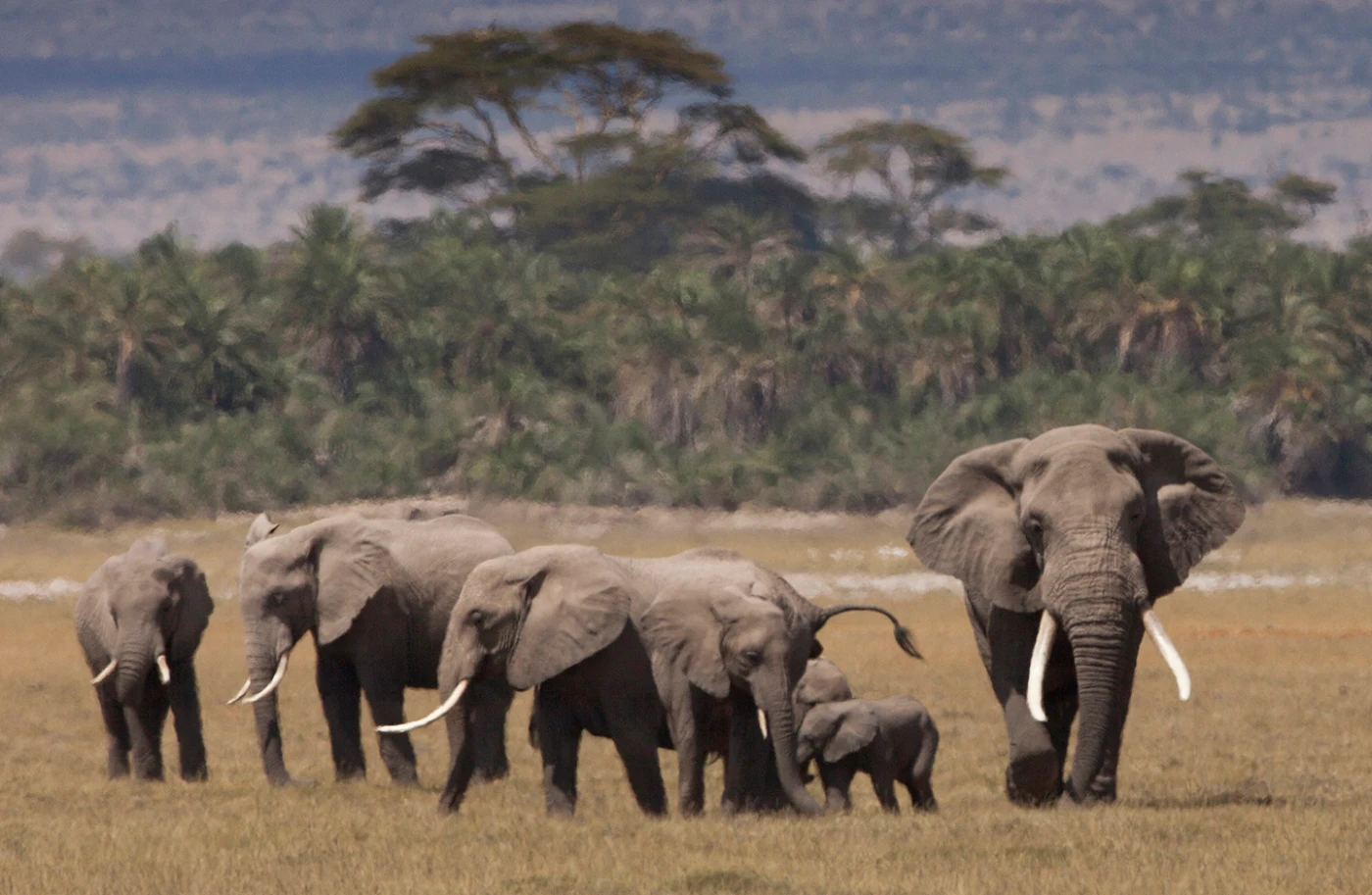 Mismatch in timing of ivory bans in China and Hong Kong undermines the conservation of African elephants