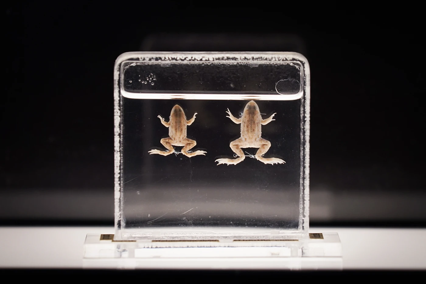 The exhibition showcases a variety of animal specimens, including the Floating Frog, a species now extinct in Hong Kong.