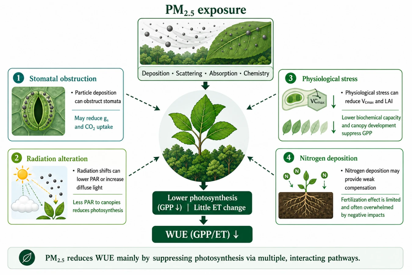HKU Researchers Reveal Hidden Climate Threat: PM2.5 Pollution Undermines Plant Water-Use Efficiency and Carbon Uptake