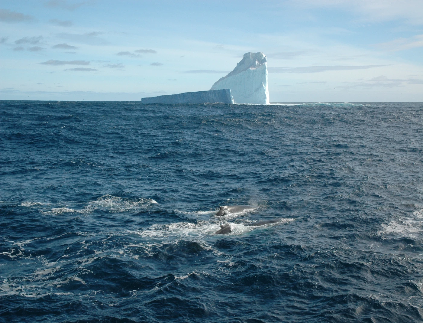 HKU Palaeobiologists Unlock 500,000 Years of Fossil Records<br>
Revealing Climate Change Impacts on Southern Ocean Ecosystems<br>
and Risks of Marine Carbon Removal