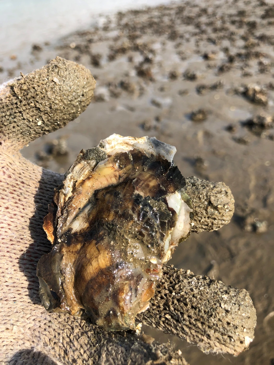 Image 4: Measuring the growth of oysters on restored reefs is key to understanding restoration success. Photo from Hong Kong. Photo credit: Dr D. Ashley Hemraj.