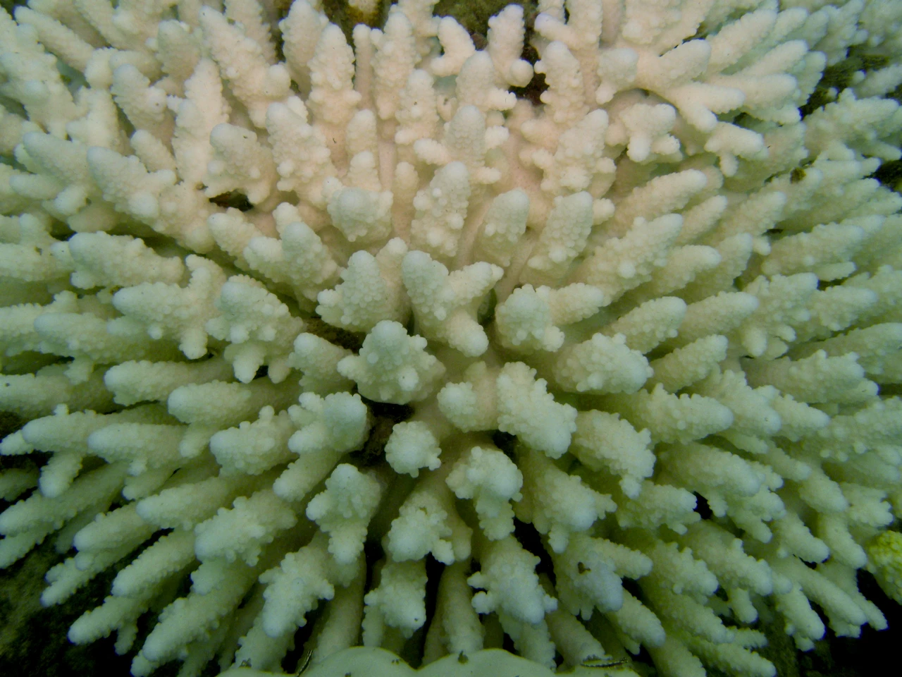 Image 2: Excessive heat stress from marine heatwaves can lead to coral bleaching and death of corals. Photo: Dr Sylvain Agostini, Shimoda Marine Research Center, University of Tsukuba.