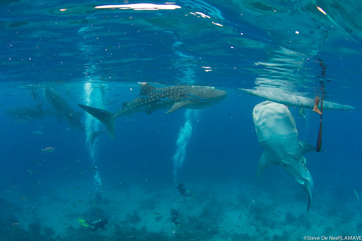 A new study reveals the impacts of whale shark mass tourism on<br>
the coral reefs in Oslob, Cebu, Philippines