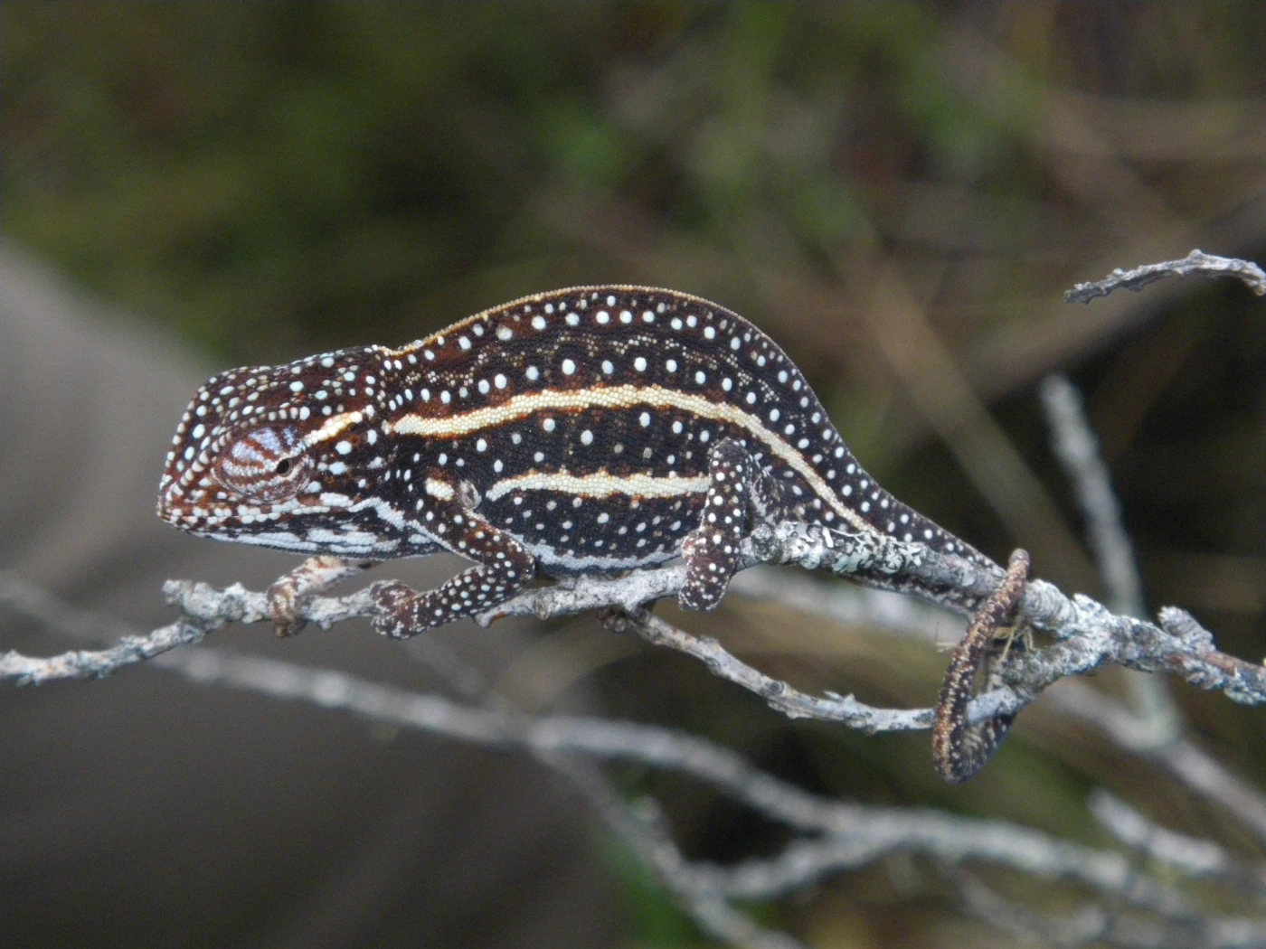 Figure 1. Amphibians and Chameleons like the two species on these pictures are among the many groups of organisms which receive limited to no conservation funding research support despite being among the most threatened groups on the planet. Photo Credit: Angelica Crottini