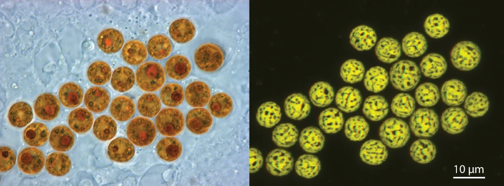 HKU study reveals the hidden fight within corals