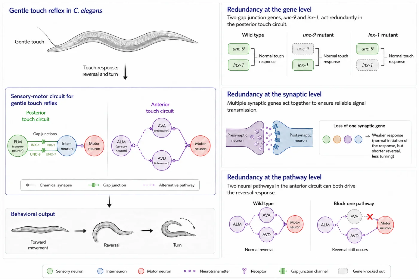 Image 2. Redundant mechanisms supporting the gentle touch reflex in C. elegans.
The diagram shows how genes, synapses and neural pathways work together to maintain a reliable touch response.