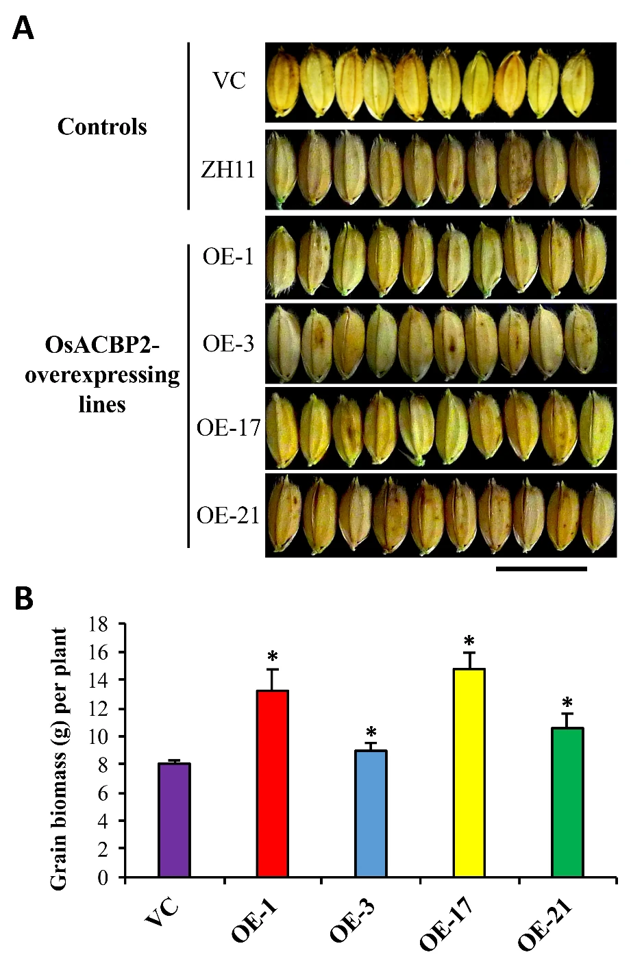 HKU Plant Scientists Identify New Strategy to Enhance Rice Grain Yield